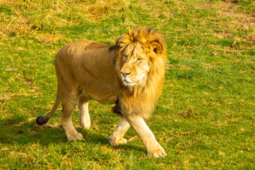 Lion stroling