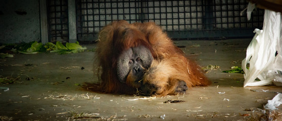 Orangutang