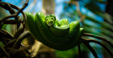green snake