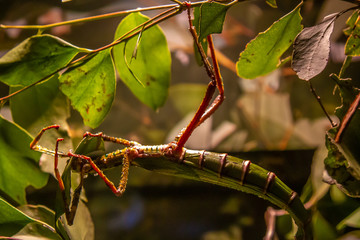 stick insect