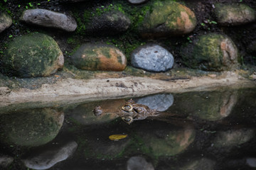 Alligator under the water beside rocks and plants showing his eyes
