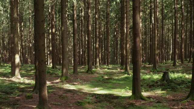 a needle forest filmed at a low angle backwards in 4k