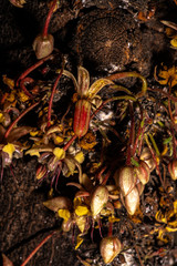 Flowers and Developing Fruits on the Stem of a Cacao Tree (Theobroma cacao)