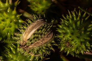 Castor Bean (Ricinus communis) Fruits