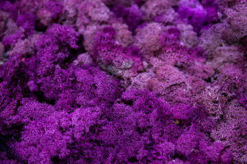 background of purple moss. Nature abstract