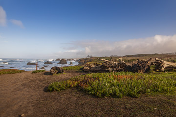 Fototapeta premium California coastline 