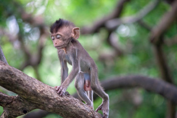 可愛いサル