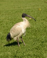 Ibis bird in Sydney, Australia. Known to locals as a 'bin chicken' because it is known for raiding garbage bins with its curved beak.