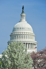 U.S. Capitol Building during spring - Washington D.C. United States of America