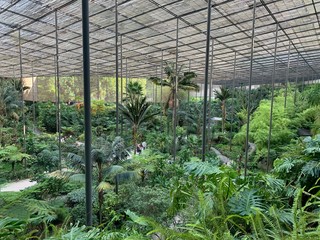 Fototapeta premium The Cold Greenhouse, Estufa Fria, is a greenhouse garden located in Parque Eduardo VII, Lisbon center, Portugal