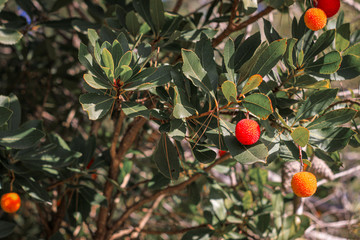 Red organic fruit in a forest full of trees