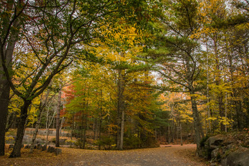 Obraz premium Path in autumn park