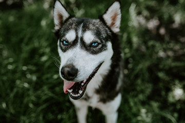 black and white wool. a blue-eyed husky breed dog sits on the green grass and look in camera with an open mouth. The background is blurred.