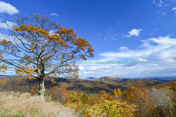 Autumn foliage in Shenandoah National Park - Virginia, United States of America