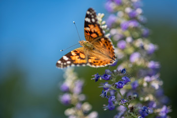 Painted Lady Butterfly on Blooming Vitex in South Central Louisiana in August