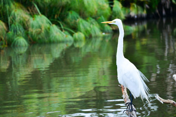 Great white egret (heron) in a Florida lake