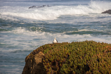 Fototapeta premium Seagull sitting on rocks with ocean background