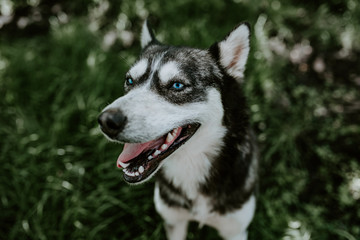 Obraz premium black and white wool. a blue-eyed husky breed dog sits on the green grass and look in camera with an open mouth. The background is blurred.
