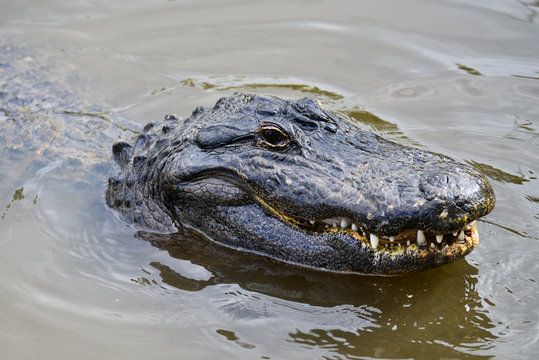 An alligator close up in the river	 - Florida, United States of America