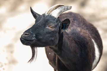 Close-up of a mountain goat with pretty eyes