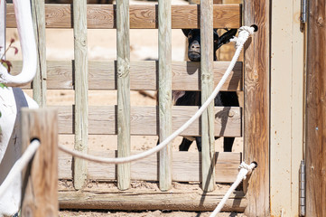 Mountain goat with a gaze peering through a gap in the corral door in which it is captive