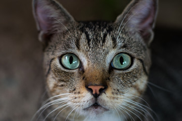 Obraz premium Eyes Cat