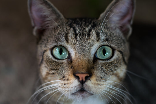 Eyes Cat