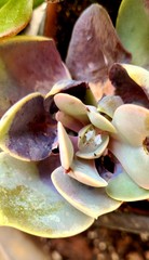 Purple Succulent - Water Droplet
