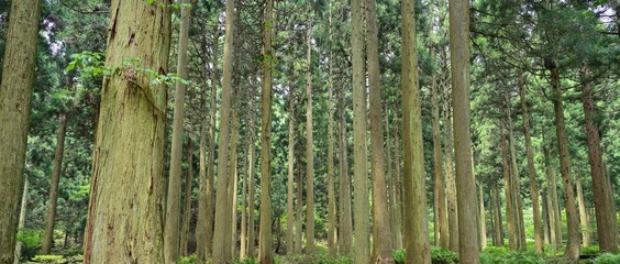 真っすぐ伸びた杉林の情景