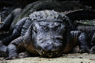 An alligator close up in the river	 - Florida, United States of America