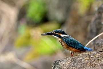 岩の上で休憩するカワセミ幼鳥 オス