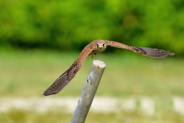 チョウゲンボウの飛び出しシーン