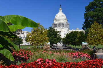 United States Capitol Building -in springtime  Washington D.C. United States of America