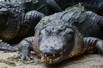 An alligator close up in the river	 - Florida, United States of America