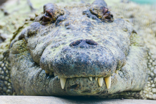 Nile alligator close up - Florida, United States of America