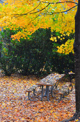 bench in the park in autumn foliage