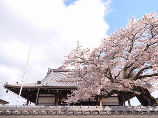 桜の花と瓦屋根