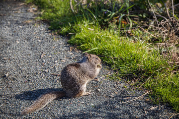 Ground squirrel sitting in grass
