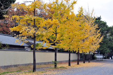 Row of beautiful ginkgo trees with yellow leaves in autumn.