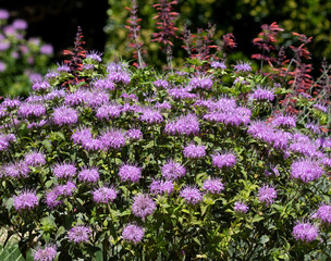 Obraz premium purple flowers in the garden