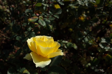 Yellow Flower of Rose 'Inka' in Full Bloom
