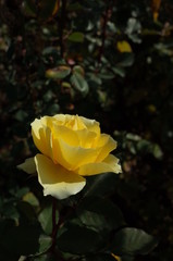 Yellow Flower of Rose 'Inka' in Full Bloom
