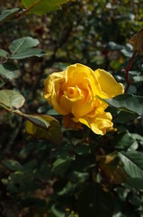 Yellow Flower of Rose 'Inka' in Full Bloom
