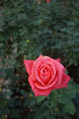 Light Pink Flower of Rose 'Interflora' in Full Bloom
