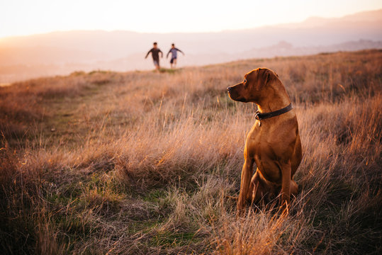 dog waiting for children running in a field