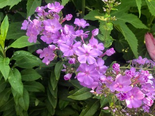 Closeup of purple flowers next to leaves in a field