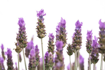 Group of lavender flowers (close up on a white background)