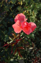 Light Pink Flower of Rose 'Jardins de France' in Full Bloom
