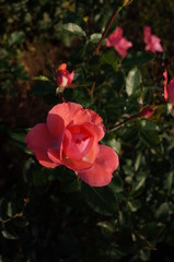 Light Pink Flower of Rose 'Jardins de France' in Full Bloom
