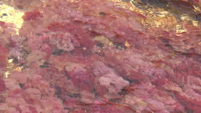 Cano Cristales en detalle